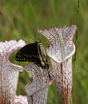 Palamedes Swallowtail